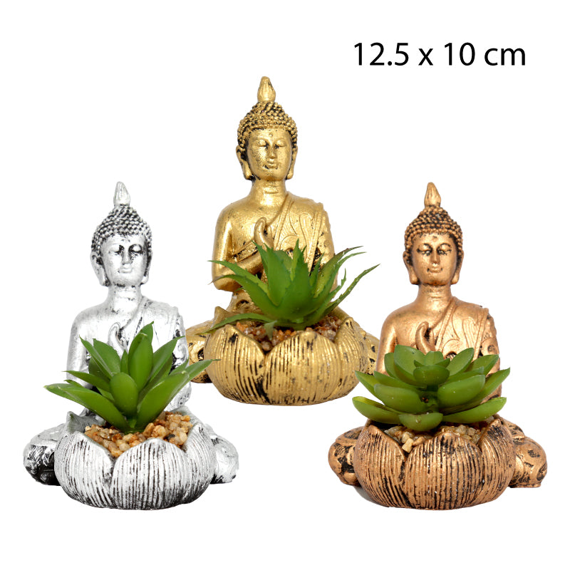 SUCULENTA BUDA